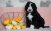 Standard Sheepadoodle For Sale Baltic, OH Male- Frisky
