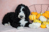 Standard Sheepadoodle For Sale Baltic, OH Male- Frisky