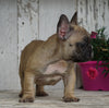 AKC Registered French Bulldog For Sale Millersburg, OH Male- Peter