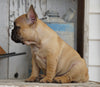 AKC Registered French Bulldog For Sale Millersburg, OH Female- Hope