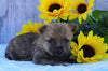 AKC Registered Cairn Terrier For Sale Millersburg, OH Male- Oreo