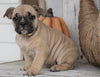 French Bulldog Mix Puppy For Sale Millersburg, OH Male - Max