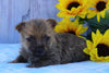 AKC Registered Cairn Terrier For Sale Millersburg, OH Male- Oreo