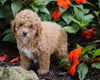 ACA Registered Toy Poodle For Sale Millersburg, OH Female- Missy