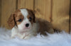 AKC Registered Cavalier King Charles Spaniel For Sale Fredericksburg, OH Male- Leo