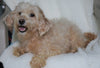 F1B Micro Mini Goldendoodle For Sale Fredericksburg, OH Female- Alexis