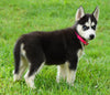 ACA Registered Siberian Husky For Sale Millersburg, OH Female- Lily