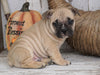 French Bulldog Mix Puppy For Sale Millersburg, OH Male - Max