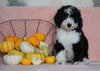 Standard Sheepadoodle For Sale Baltic, OH Female- Missy