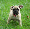 Beabull For Sale Millersburg, OH Female- Grace