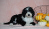 Standard Sheepadoodle For Sale Baltic, OH Female- Missy