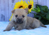 AKC Registered Cairn Terrier For Sale Millersburg, OH Male- Bingo