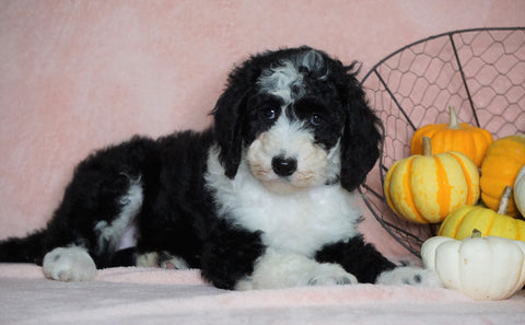 Standard Sheepadoodle For Sale Baltic, OH Female- Missy