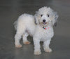 Toy Poodle For Sale Fredericksburg, OH Male- Bleu