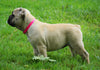 Beabull For Sale Millersburg, OH Female- Grace