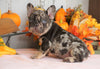 AKC Registered French Bulldog For Sale Millersburg, OH Male- Rocky