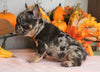 AKC Registered French Bulldog For Sale Millersburg, OH Male- Rocky