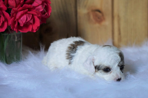 Toy Poodle For Sale Fredericksburg, OH Male- Brody