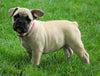 Beabull For Sale Millersburg, OH Female- Grace