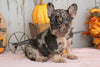 AKC Registered French Bulldog For Sale Millersburg, OH Male- Rocky