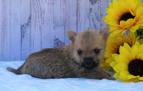 AKC Registered Cairn Terrier For Sale Millersburg, OH Male- Roscoe