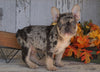 AKC Registered French Bulldog For Sale Millersburg, OH Male- Dallas