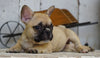 AKC Registered French Bulldog For Sale Millersburg, OH Female- Maggie