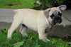 Beabull For Sale Millersburg, OH Female- Grace