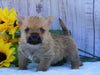 AKC Registered Cairn Terrier For Sale Millersburg, OH Male- Roscoe