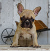 AKC Registered French Bulldog For Sale Millersburg, OH Female- Maggie