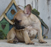 AKC Registered French Bulldog For Sale Millersburg, OH Female- Maggie