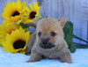 AKC Registered Cairn Terrier For Sale Millersburg, OH Female- Chloe