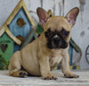 AKC Registered French Bulldog For Sale Millersburg, OH Female- Maggie