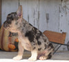 AKC Registered French Bulldog For Sale Millersburg, OH Male- Dallas