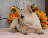 AKC Registered French Bulldog For Sale Millersburg, OH Female- Molly