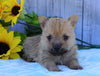 AKC Registered Cairn Terrier For Sale Millersburg, OH Female- Chloe