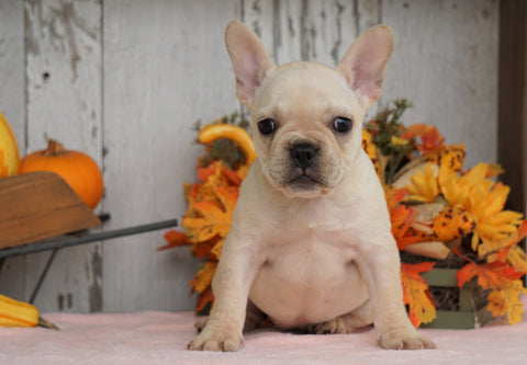 AKC Registered French Bulldog For Sale Millersburg, OH Female- Molly