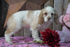 AKC Registered Cocker Spaniel For Sale Wooster, OH Female- Gloria