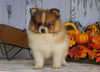 ACA Registered Pomeranian For Sale Millersburg, OH Male- Target