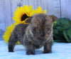AKC Registered Cairn Terrier For Sale Millersburg, OH Female- Twlight