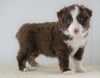 Mini Australian Shepherd For Sale Loudenville, OH Male- Royal