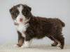 Mini Australian Shepherd For Sale Loudenville, OH Male- Royal