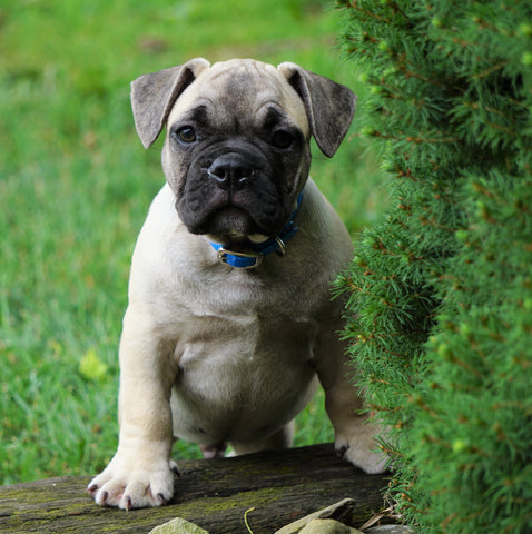 Beabull For Sale Millersburg, OH Male- Bruno