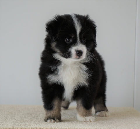 Mini Australian Shepherd For Sale Loudenville, OH Female- Reba