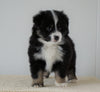 Mini Australian Shepherd For Sale Loudenville, OH Female- Reba