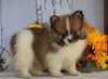 ACA Registered Pomaranian For Sale Millersburg, OH Female- Sally