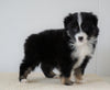 Mini Australian Shepherd For Sale Loudenville, OH Female- Reba