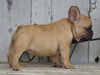 AKC Registered French Bulldog For Sale Millersburg, OH Female- Lucy