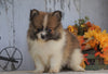 ACA Registered Pomaranian For Sale Millersburg, OH Female- Sally
