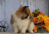 ACA Registered Pomaranian For Sale Millersburg, OH Female- Sally